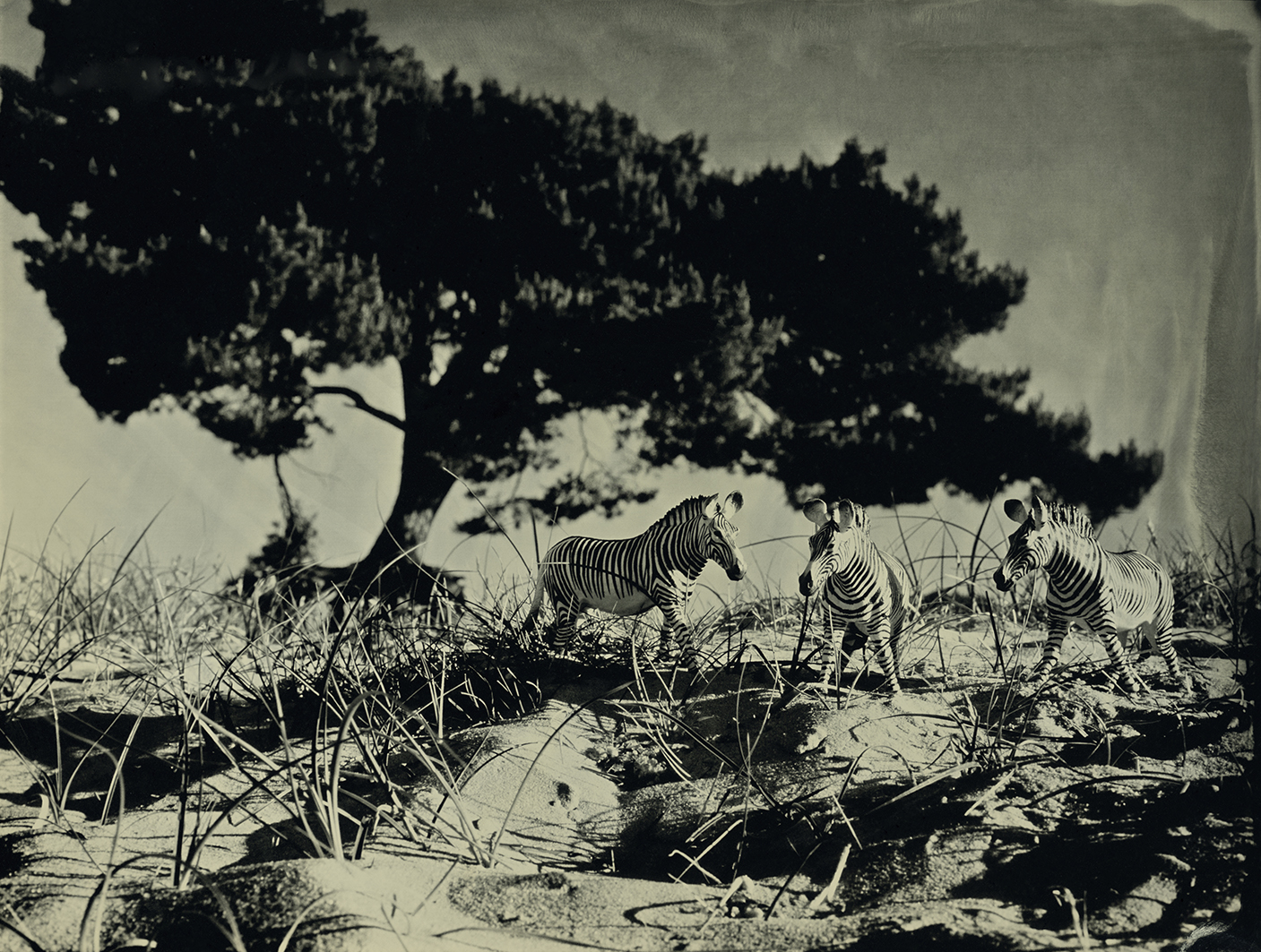 Grevys Zebra Soest The Netherlands